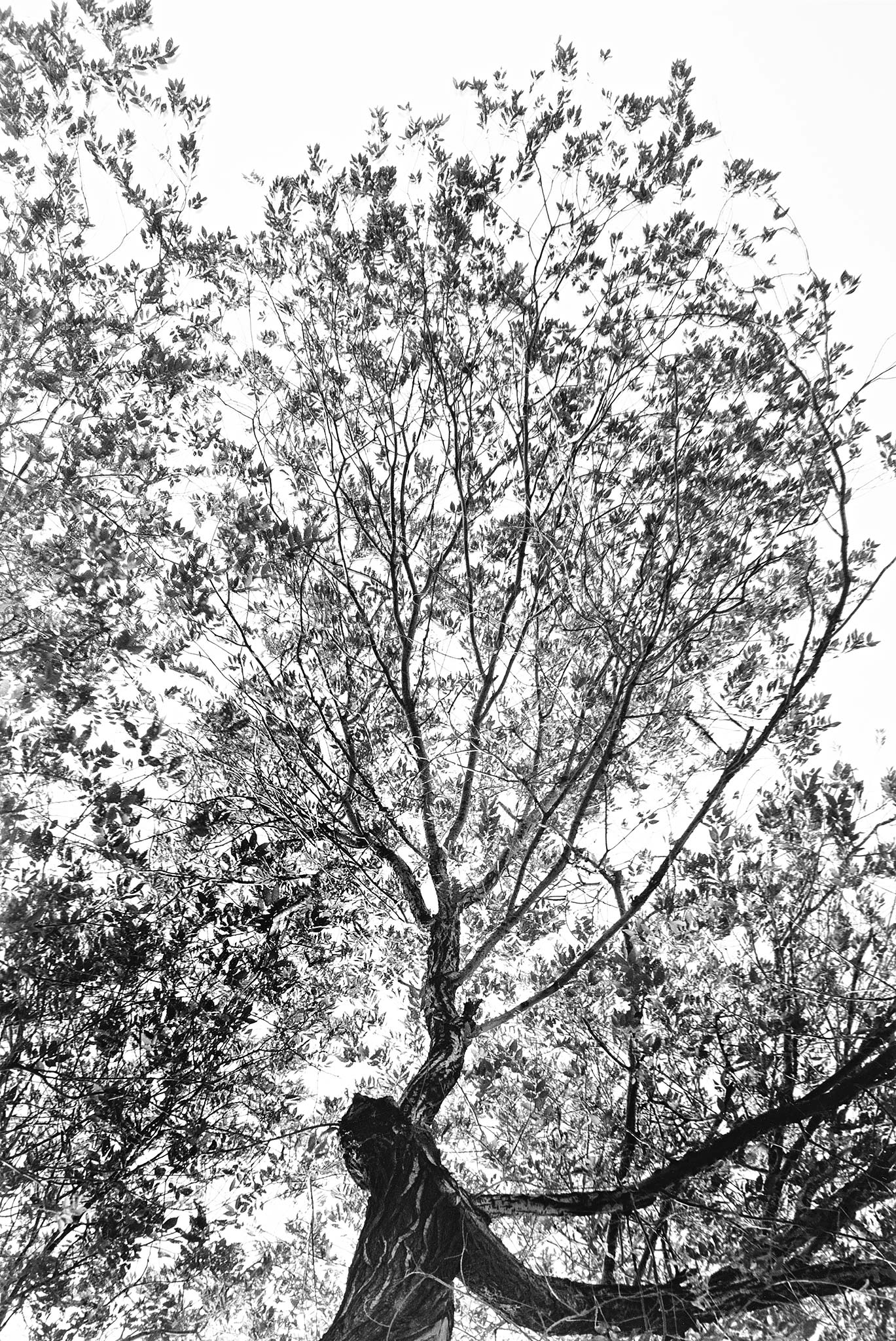 Of Trees