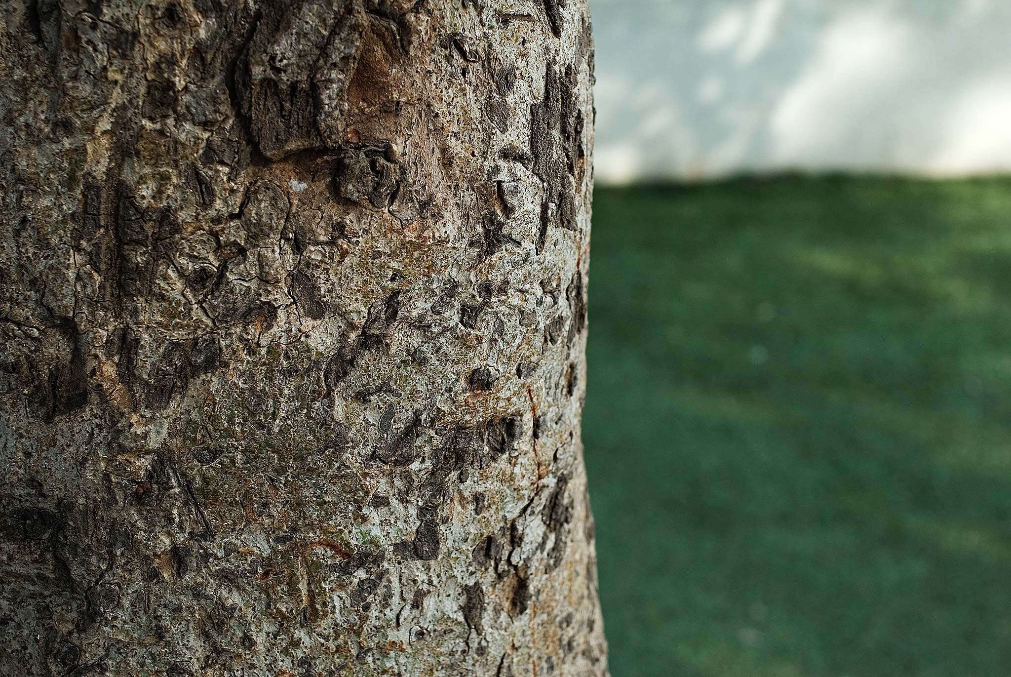 Of Trees